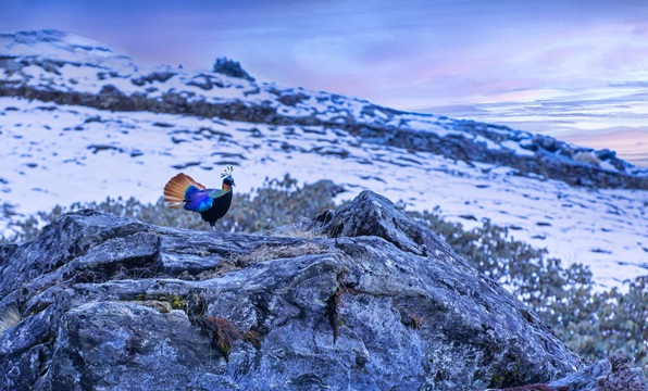 Bird Watching Chopta