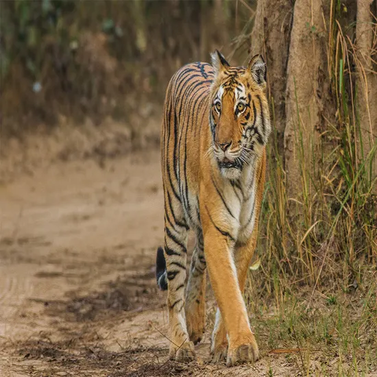 Jim Corbett Tour Package