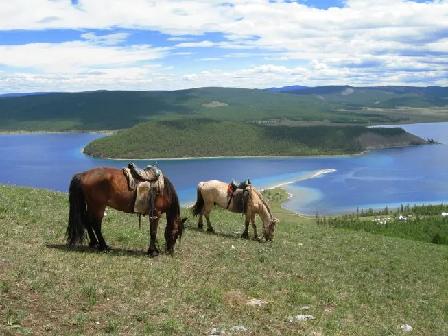 Lansdowne for Your Family Holiday Horse