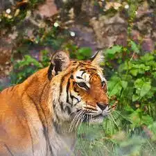 nainital-tour-package-nanital-zoo