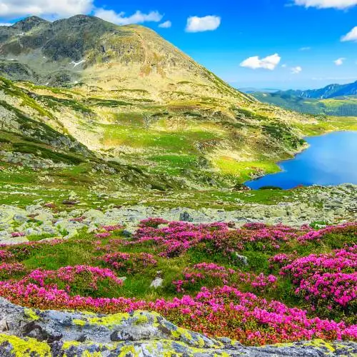 valley11-of-flowers-trek-package