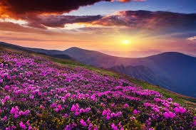 valley-of-flowers-tour-package